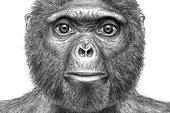 Ardi