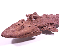 Le tiktaalik Le tiktaalik